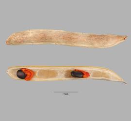   Fruit, seeds:   Acacia salicina, d ehisced fruit, with arillate seeds attached to interior (bottom). Exterior surface of fruit shown (top); Photo by M. Maher, USDA APHIS PPQ ITP, imageID.idtools.org
